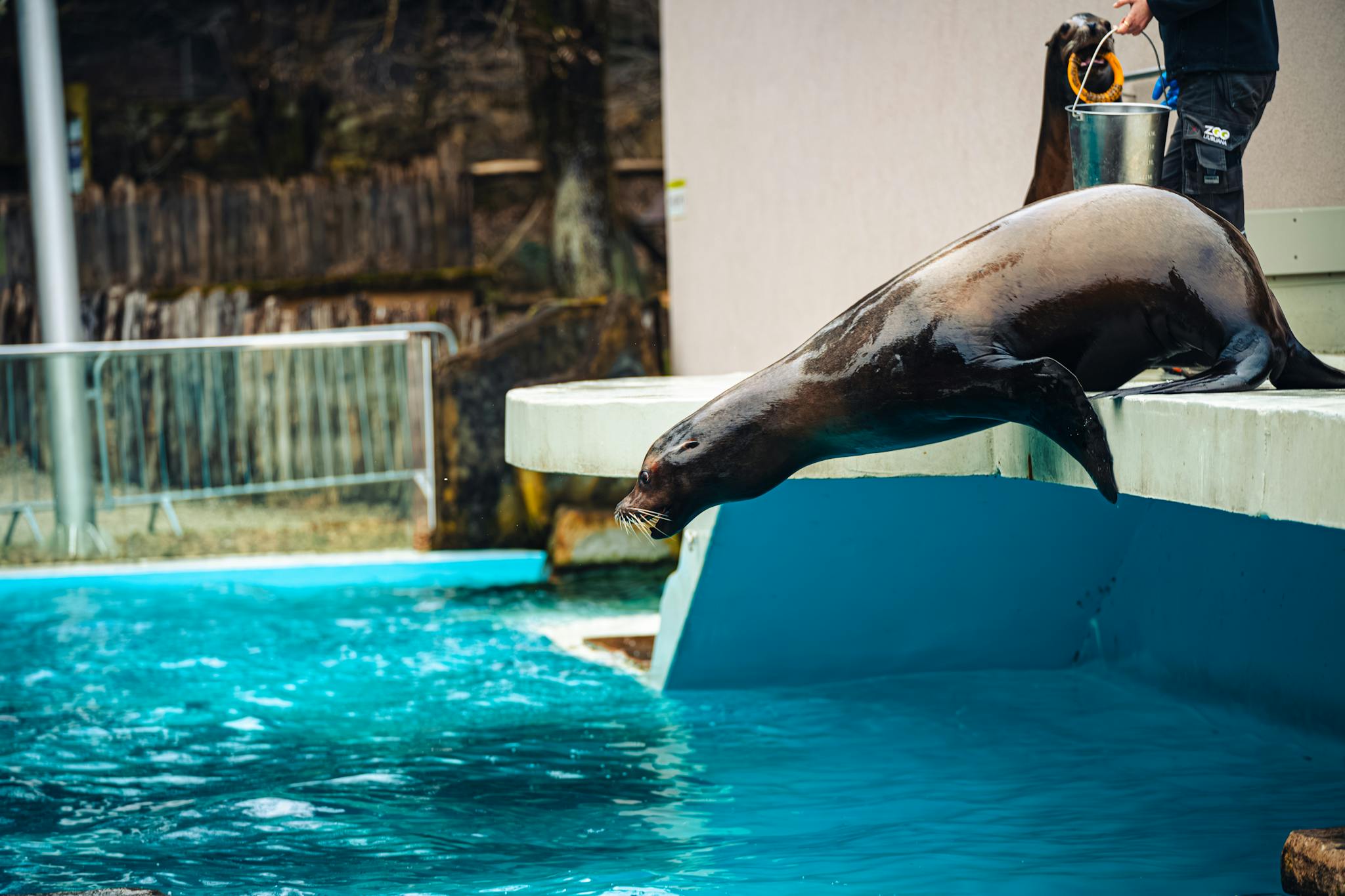 A sea lion slides into the pool at Ljubljana Zoo, showcasing animal agility and play.