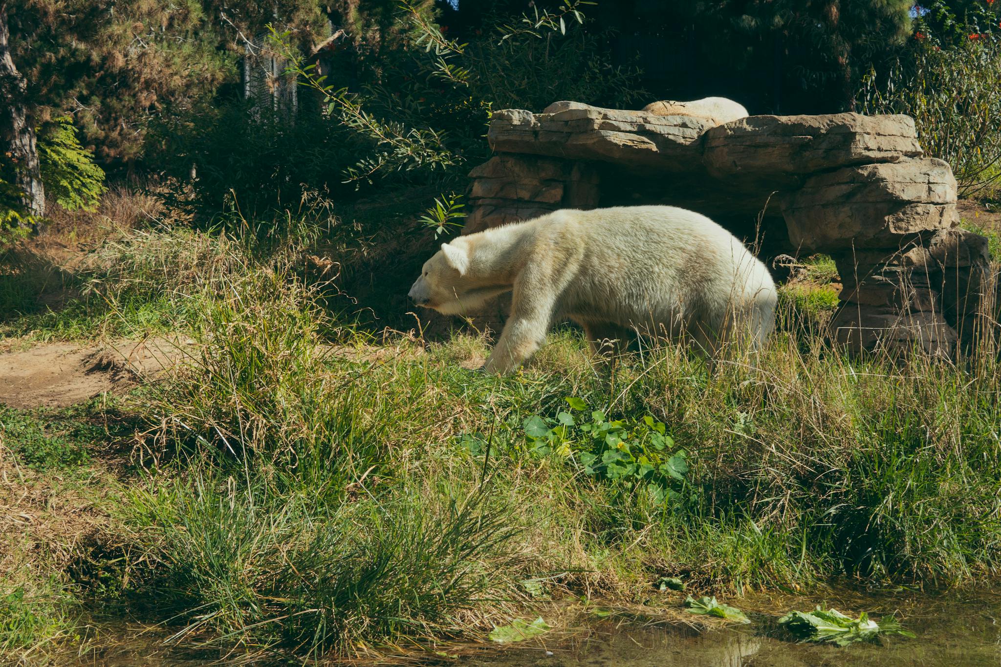 A white polar bear walking in a naturalistic zoo habitat at San Diego Zoo.