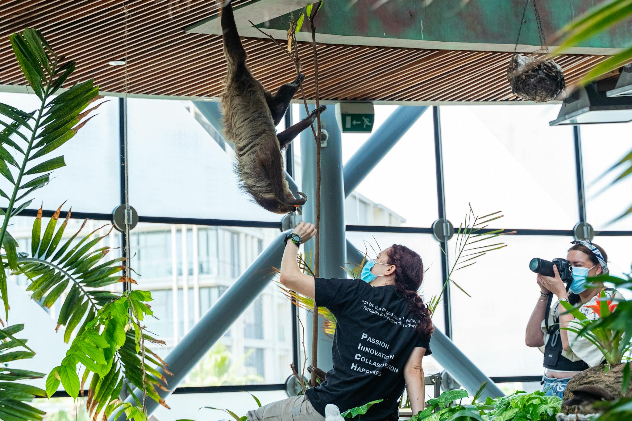 A woman interacts with a sloth in an indoor botanical setting, captured by a photographer.