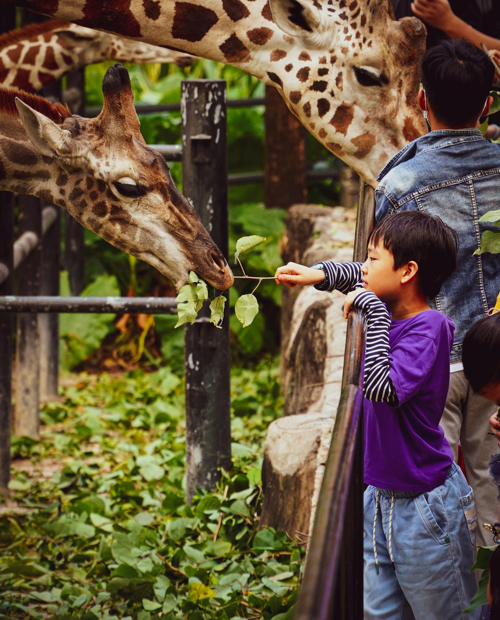 A young boy feeds giraffes leaves in a zoo, showcasing wildlife interaction.