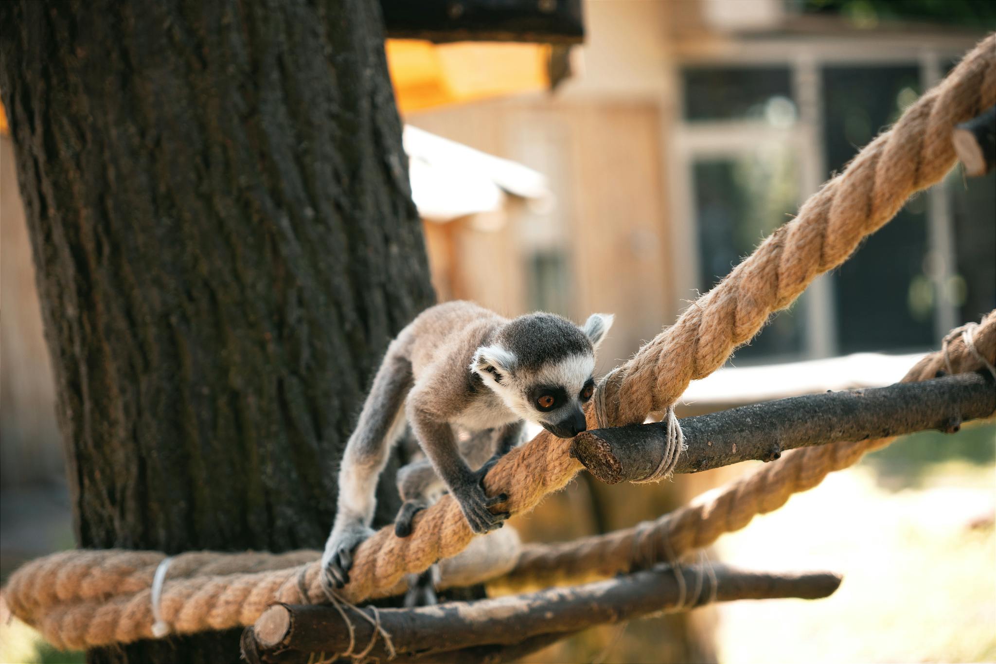 A young ring-tailed lemur exploring a rope structure in an outdoor zoo enclosure in Hungary.