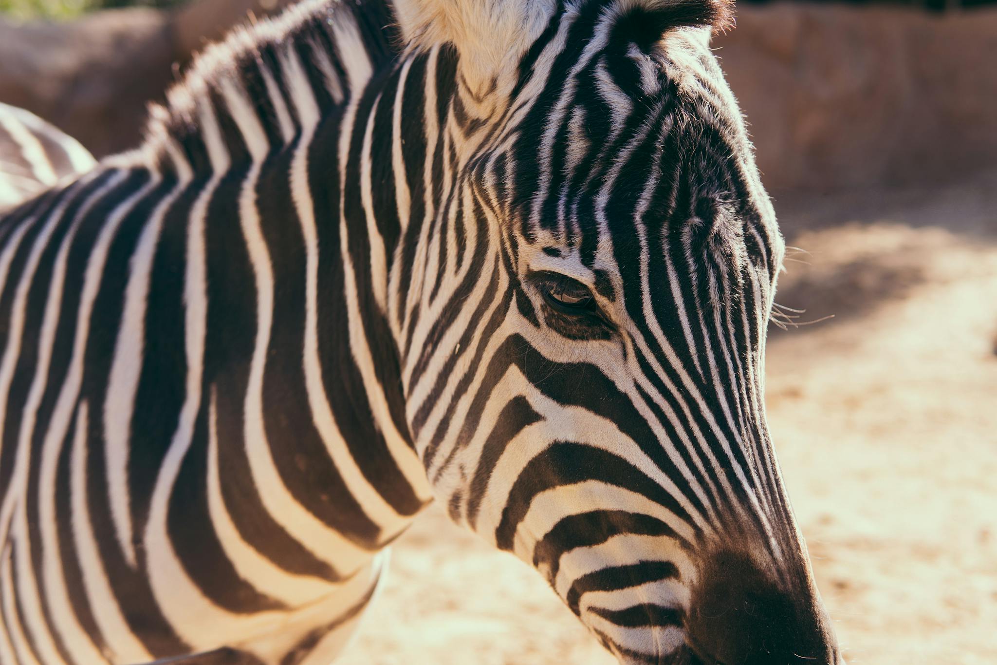 Detailed close-up of a zebra's face showing its distinctive black and white stripes at San Diego Zoo.
