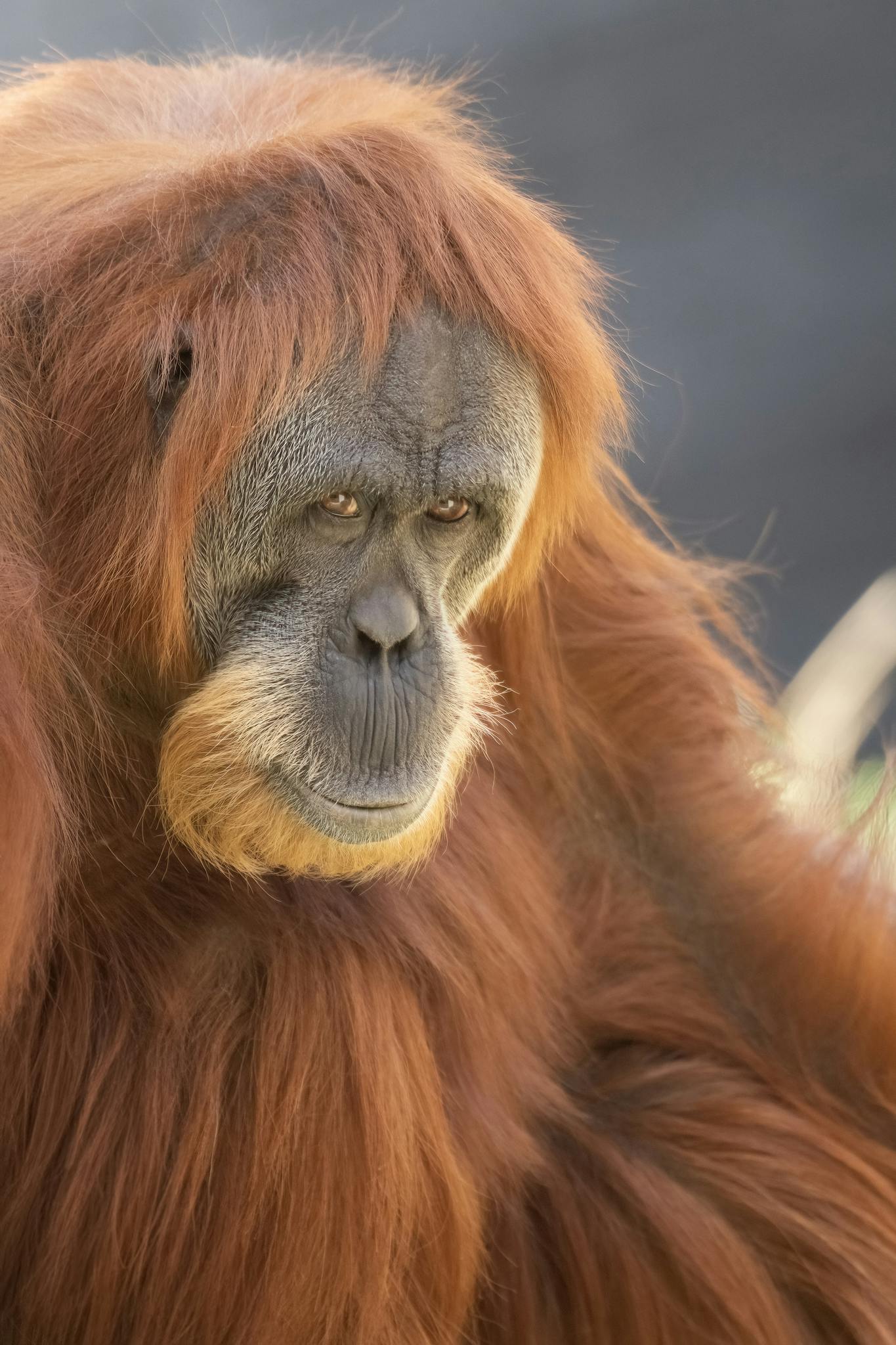 Intimate portrait of a Bornean orangutan in Perth Zoo, showcasing its expressive features.