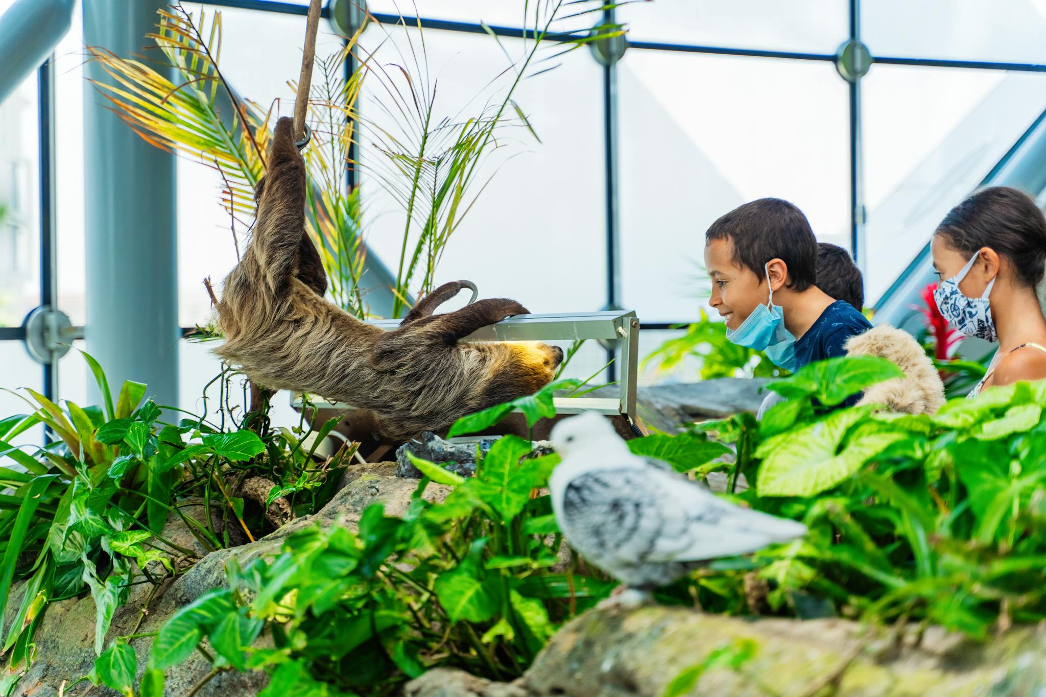 Kids wearing face masks watch a sloth in an indoor zoo setting surrounded by plants.