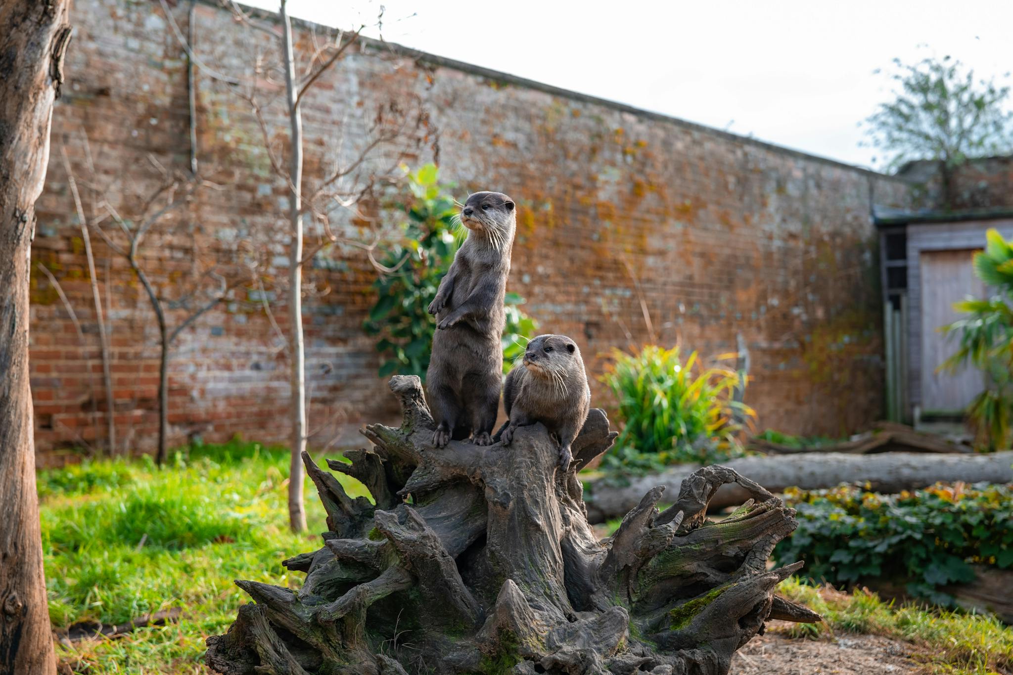 Two otters perched on a tree stump in a zoo, surrounded by lush greenery and a brick wall backdrop.